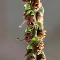 Löwenmäulchen (Antirrhinum sp.)